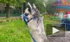 Видео: альпака Шарлотка стала выходить на прогулки