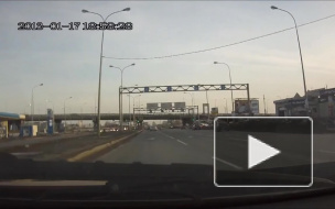 Голубь чуть не спровоцировал ДТП.