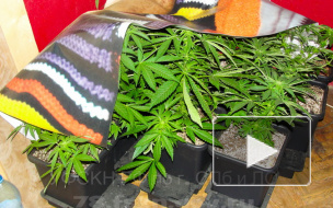 Уроженец Украины выращивал в Петербурге марихуану