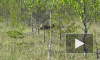 Медведь-людоед попытался сожрать двух нефтяников в Красноярском крае