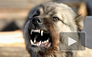 Разорванного собаками шестилетнего мальчика нашли в Брянской области