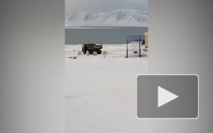 Видео: белые медведи устроили погоню за КамАЗом на Крайнем Севере