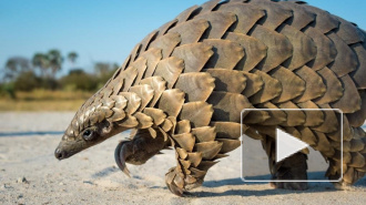 В Китае нашли промежуточного "хозяина" коронавируса