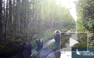 Многодетная медвежья семья вновь попала в объектив в Нижне-Свирском заповеднике