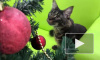 Новогоднее видео из Ярославля: Животные из зоопарка украсили елку