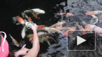 Россиянка покормила рыбок в Таиланде и угодила в тюрьму