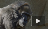 В 63 года в зоопарке США умерла самая старая в мире горилла-невольница