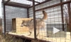 Петербуржцы спасли волка из Ульяновска от усыпления