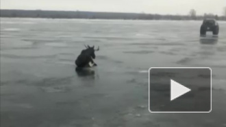 Видео: В Татарстане спасли лося, который провалился под лёд