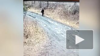В Новосибирске полицейские задержали подозреваемого в нападении на почтальона