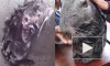 Разоблачение ролика с "моющейся крысой": Крыса оказалась не крысой, но она действительно "моется"