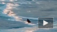 Игры ворона и песца на Ямале сняли на видео
