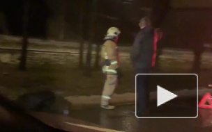 За посёлком Лисий Нос  Ford Focus сбил четырёх кабанчиков