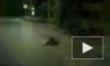 Трогательное видео: Кошки помогли раненой собаке перейти дорогу