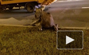 Около "Пулково" егерь застрелил бросившегося под мусоровоз лося