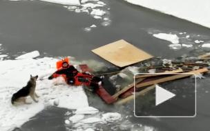 Волонтеры спасли собаку, застрявшую на льдине в Кронштадте