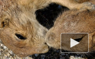 Почему упал казахский тенге: объясняем на сусликах