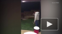 Британцев возмутило видео, где живодер пинает кота как мяч