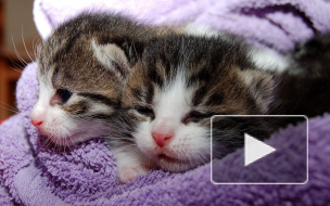 Отопительный сезон в Петербурге отложили из-за хорошей погоды