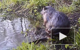 Забавное видео из Воронежа: бобер показал утреннюю зарядку