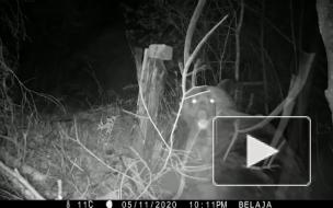 В ЕАО два медведя подрались перед фотоловушкой на тропе тигров