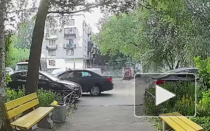 В Петербурге водитель переехал котенка, выпавшего из-под капота машины