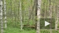 Видео: грибник встретил в лесу Всеволожского района ...