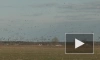 В Ленинградской области идет массовый пролет гусей