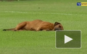 Собака уснула на поле во время футбольного матча в Парагвае