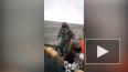 Доброе видео: На Сахалине рыбаки спасли запутавшегося ...
