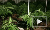 Под Приозерском наркоманам не дали вырастить марихуану