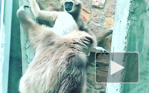 Пожар в Ленинградском зоопарке перепугал несчастных зверюшек