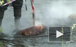 Видео: как проходит очистка бухты Радуга от нефтепродуктов
