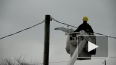 В Канаде электромонтер спас чайку, застрявшую в проводах