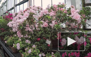 В Ботаническом саду в первые дни весны расцвели тысячи тюльпанов