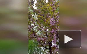 Сотрудники Ботанического сада показали цветущую сакуру