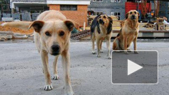 В Новочеркасске семилетнего ребенка растерзала стая бродячих собак