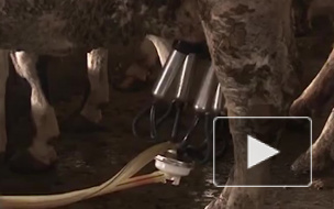 Россельхознадзор назвал долю поддельного молока в России