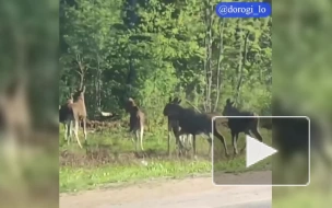 В Ленобласти из-за жары и комаров лоси выбегают на дороги