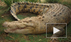 Более 15 тысяч крокодилов сбежали с фермы в Африке