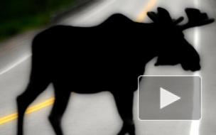 У деревни Алексеевка лось покорежил машину