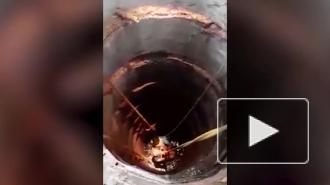 Профессор спас кота из глубокого колодца, упал и был спасен собаками