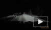 В Ленобласти лось выбежал на дорогу перед машиной и попал на видео