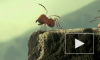 Мультфильм "Букашки. Приключение в долине муравьев" (2014) выходит на экраны