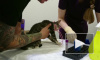 Видео: в Каменке спасатели вытащили котенка из вентиляции 