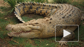 Более 15 тысяч крокодилов сбежали с фермы в Африке