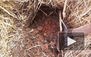 В лесу под Ростовом обнаружили тело двухлетнего ребенка