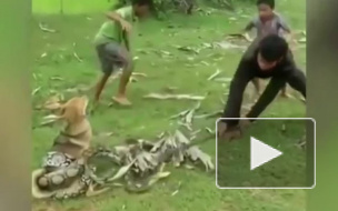 На Филиппинах отважные дети спасли собаку из смертельных "объятий" питона