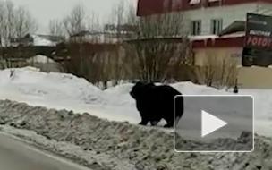 Видео из Нижневартовска: по городу мечется дикий медведь 