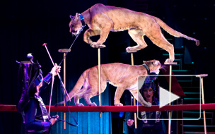 Братья Запашные привезли в Петербург новое цирковое шоу